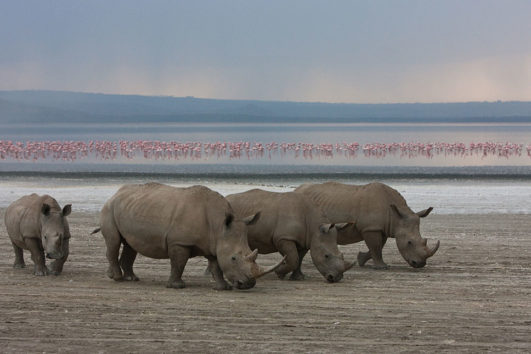 lake_nakuru_national_park_013