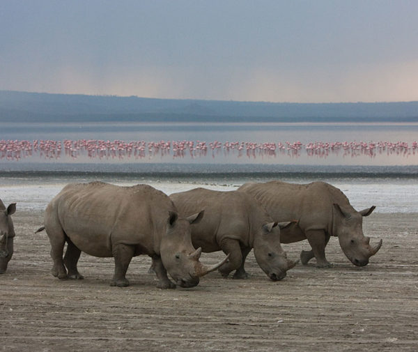 lake_nakuru_national_park_013