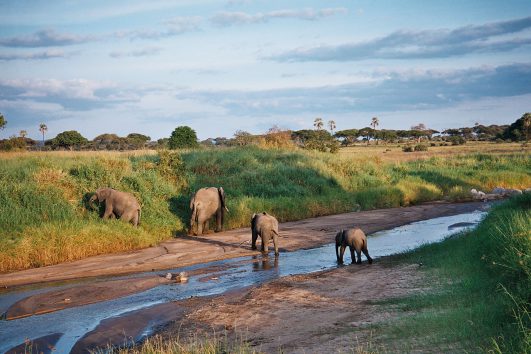 eleph_tarangire_river