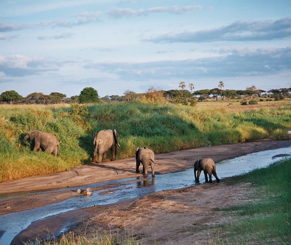 eleph_tarangire_river