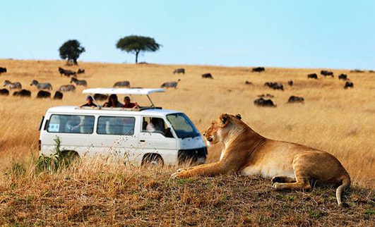 kenya-game-drive-lioness