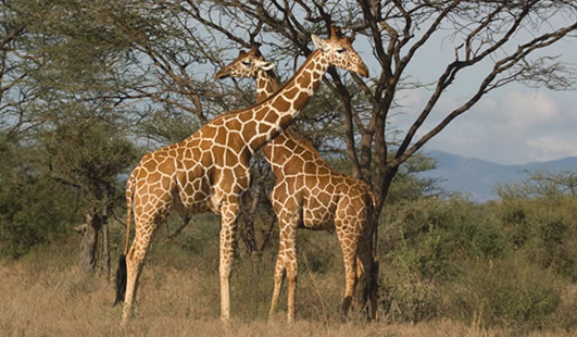 samburu_national_park_kenya_safari_planners