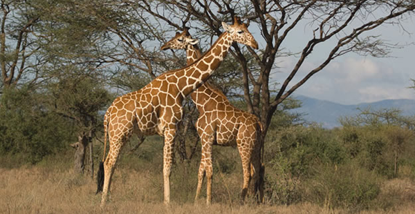 samburu_national_park_kenya_safari_planners